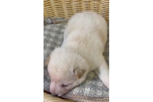 成約済の静岡県の柴犬-216220の2枚目